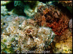 a couple of scorpionfish. by Cigdem Cooper 